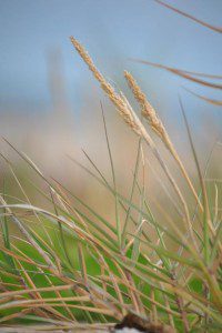 Beach Scenes_Salt Grass_S Carton_WS