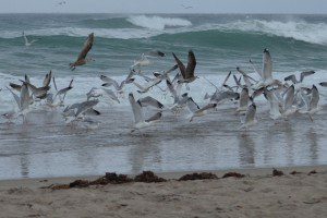 Bird Beach-Kersten-Youth_WS