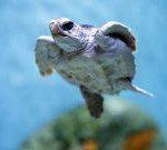 Hatch_06_12