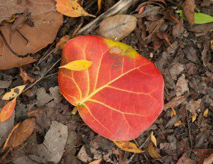 Leaf Litter