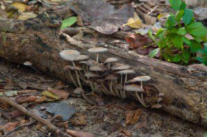 Plant Life_Mushrooms on a Log_K Smith_WS