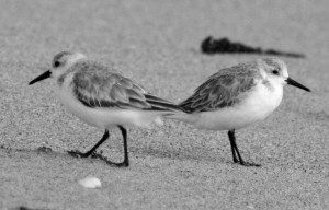 Wildlife_Lovers Quarrel_Moroney_WS