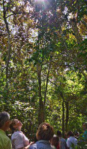 Nature & Butterfly Walks are regular Park activities