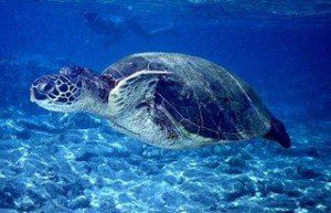 leatherback Sea Turtle
