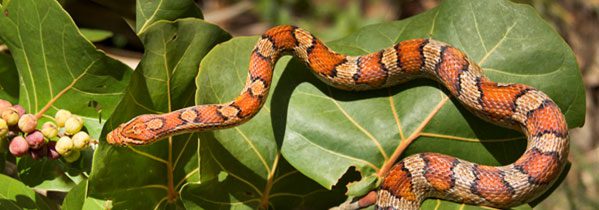 Learn about snakes each Sunday in the Nature Center at 3 p.m. following the snake feeding. Learn about snakes each Sunday in the Nature Center at 3 p.m. following the snake feeding.